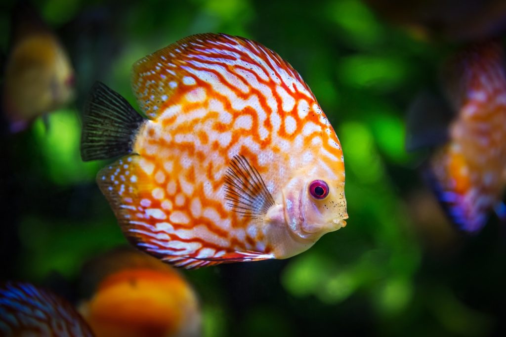 installation d'un aquarium pour ses poissons