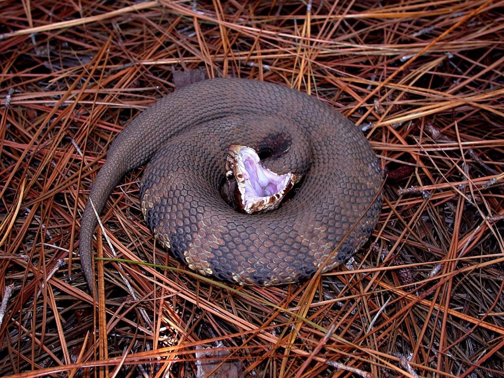 morsure de serpent sur un chien