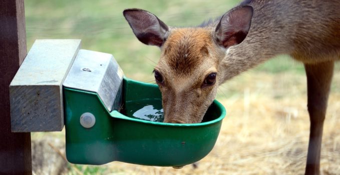 métier avec les animaux sauvages