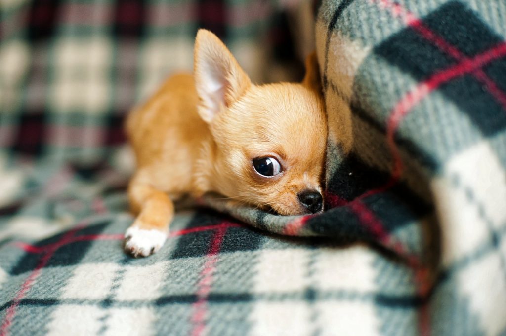 races de chien idéales pour vivre en appartement