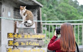 s'organiser pour partir en vacances avec son chat