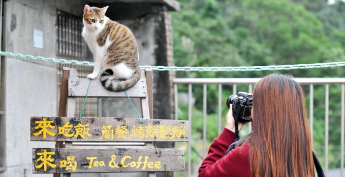 s'organiser pour partir en vacances avec son chat