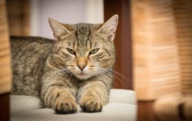 conseils pour prendre soin de son chat