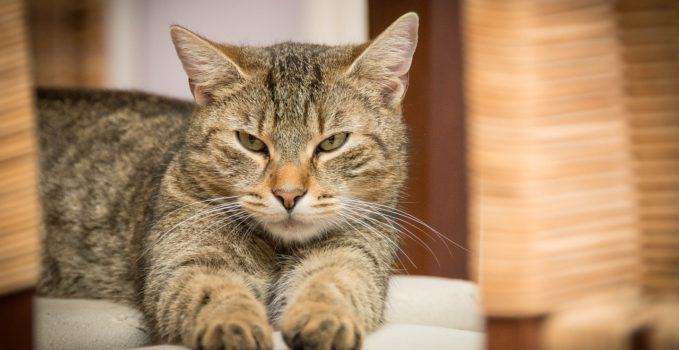 conseils pour prendre soin de son chat