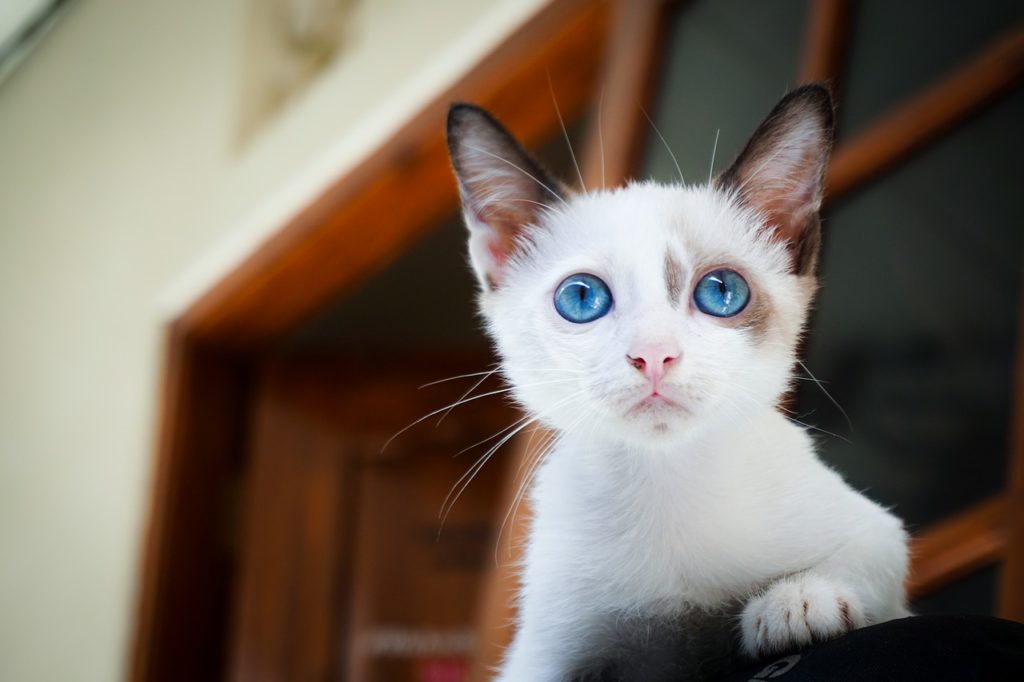 prendre soin de son chat à moindre coût