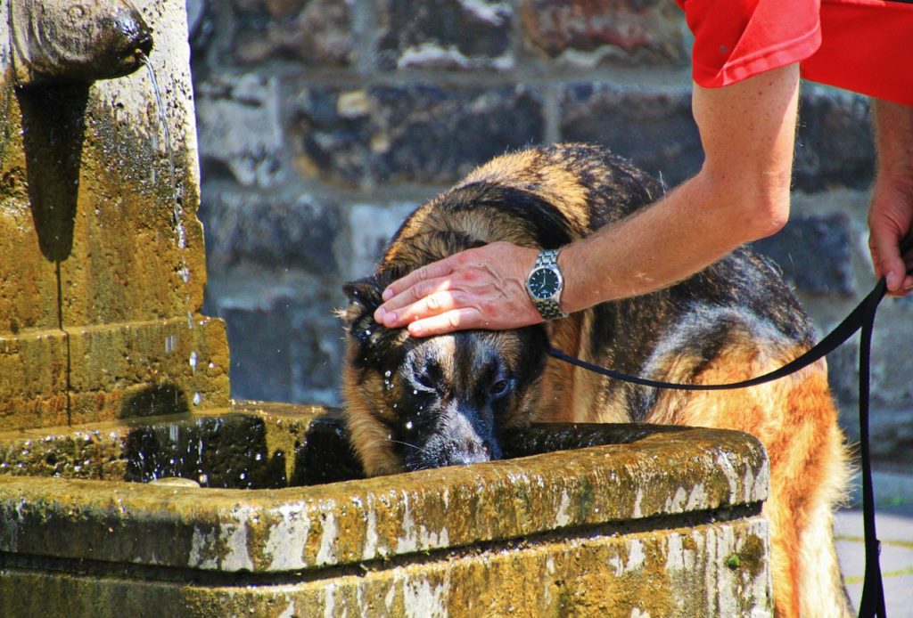 protection de son chien de la canicule