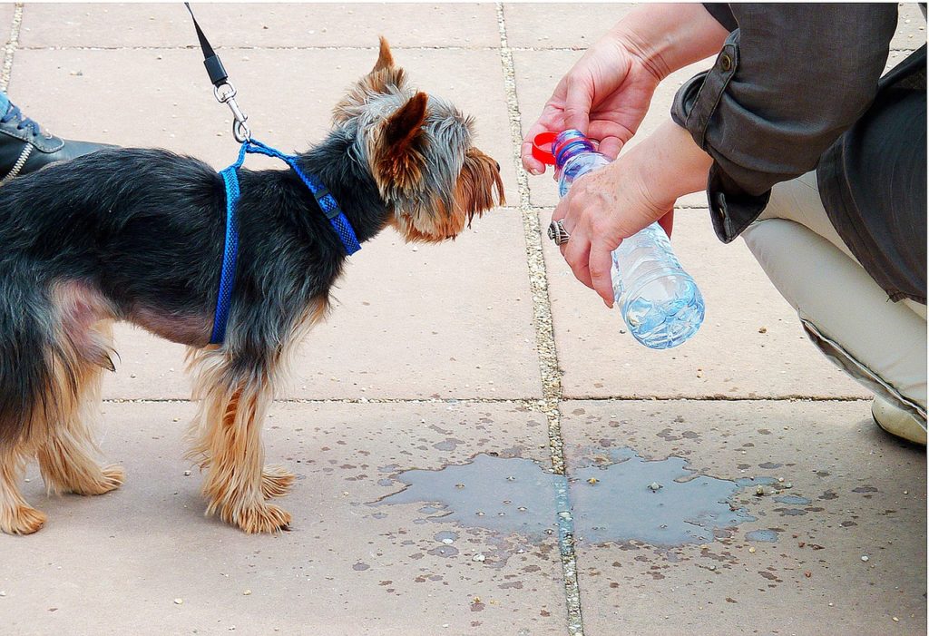 protéger son chien en cas de forte chaleur