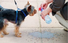 protéger son chien en cas de forte chaleur