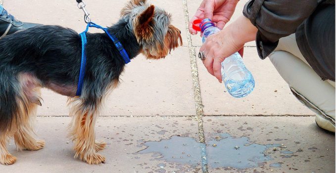 protéger son chien en cas de forte chaleur