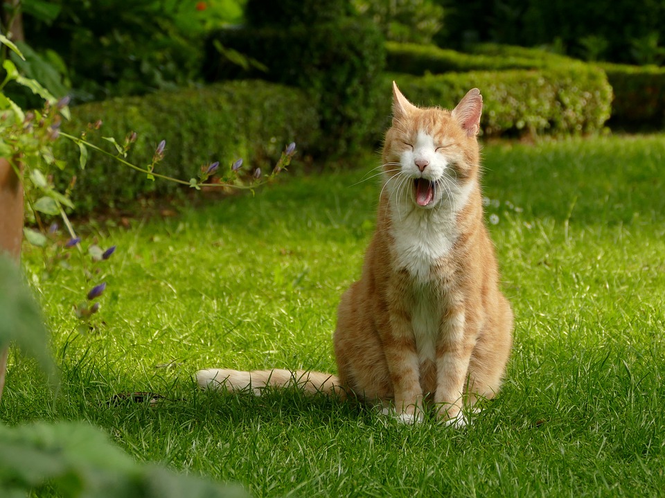 Promener un chat en laisse