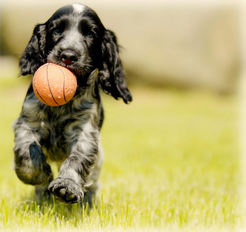 apprendre à son chien la propreté