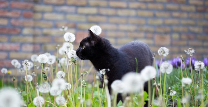 chat en laisse