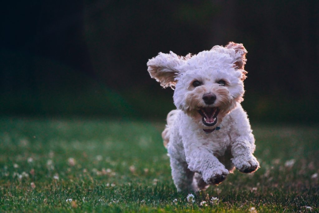 litière pour chien