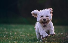 litière pour chien