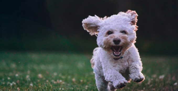 litière pour chien