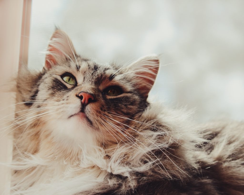 Alimentation d'un chat Maine Coon