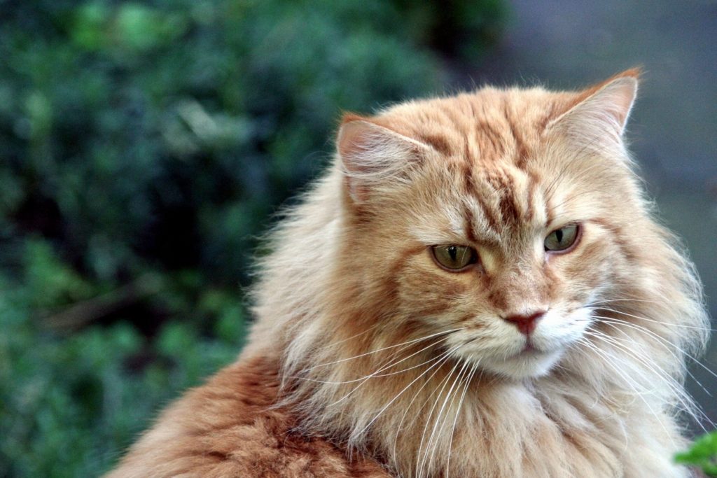 Caractère d'un chat Maine Coon