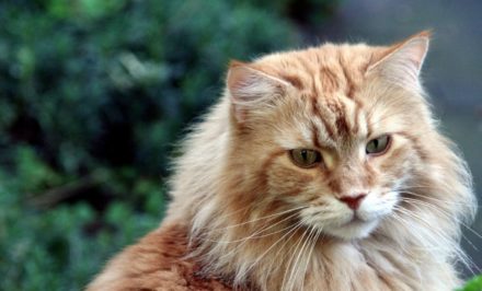 Caractère d'un chat Maine Coon