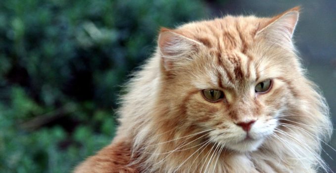 Caractère d'un chat Maine Coon