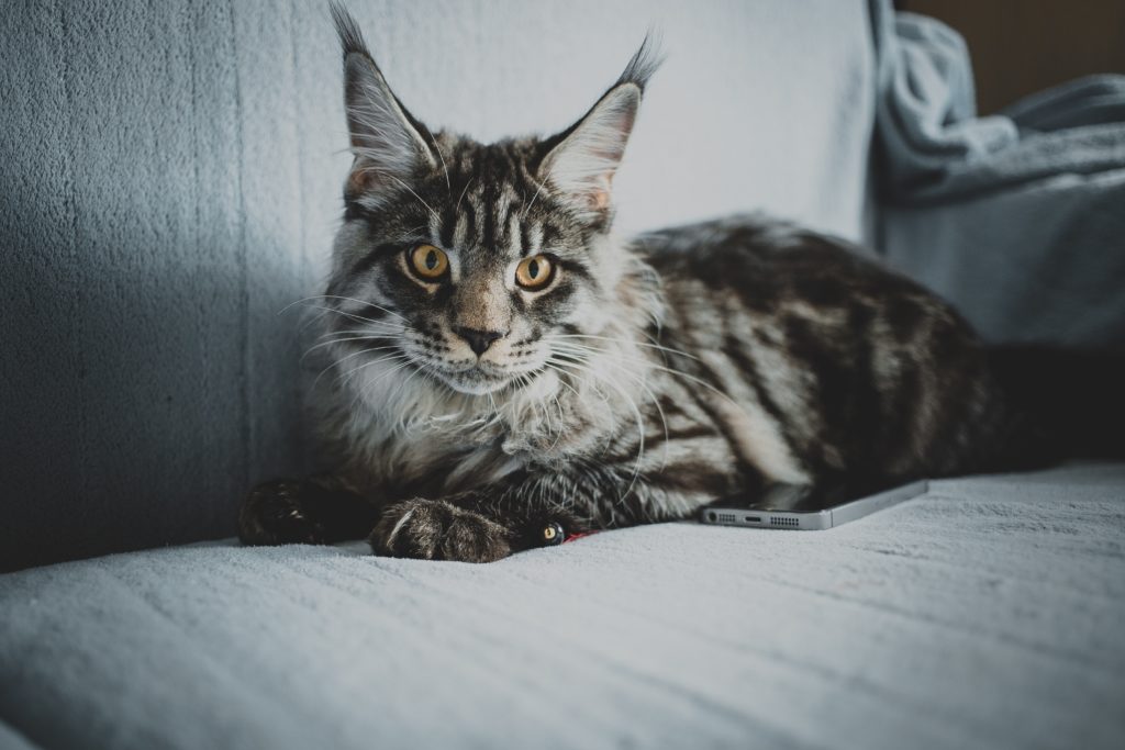 Soins d'un chat Maine Coon