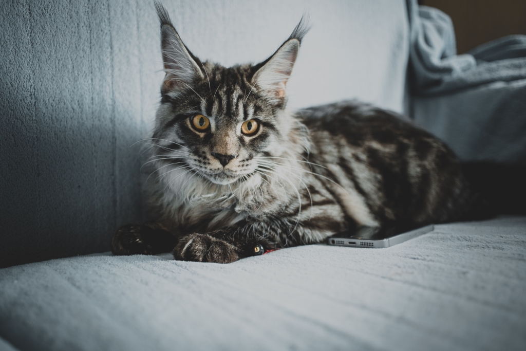 Chat Maine Coon tout sur son caractère, alimentation, santé, prix et entretien Chat Maine Coon tout sur son caractère, alimentation, santé, prix et entretien