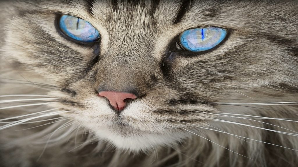 assurance pour chat