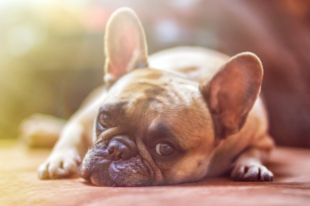ration pour son chien