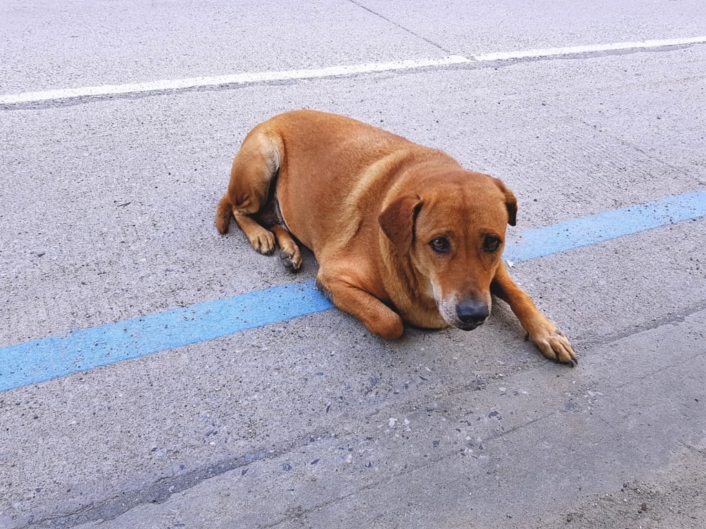 adopter un chien abandonné