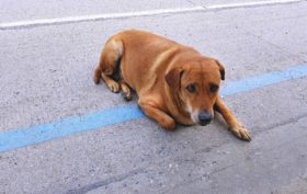 adopter un chien abandonné