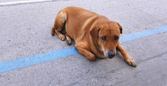 adopter un chien abandonné