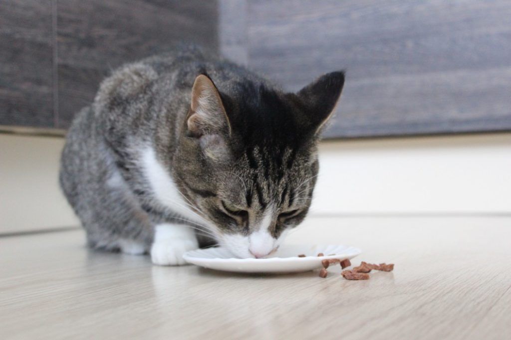 chat en carence