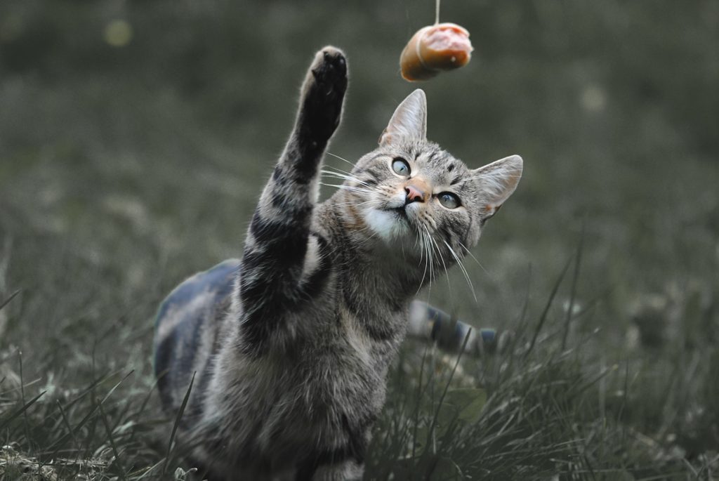 compléments alimentaires pour chat