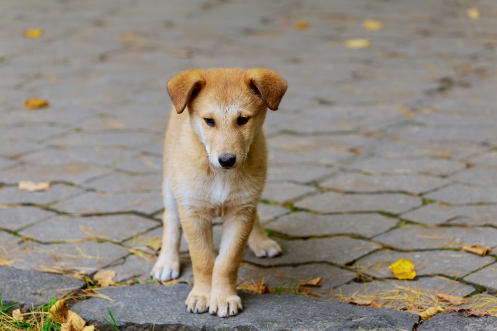 conseils éducatifs avec chien abandonné