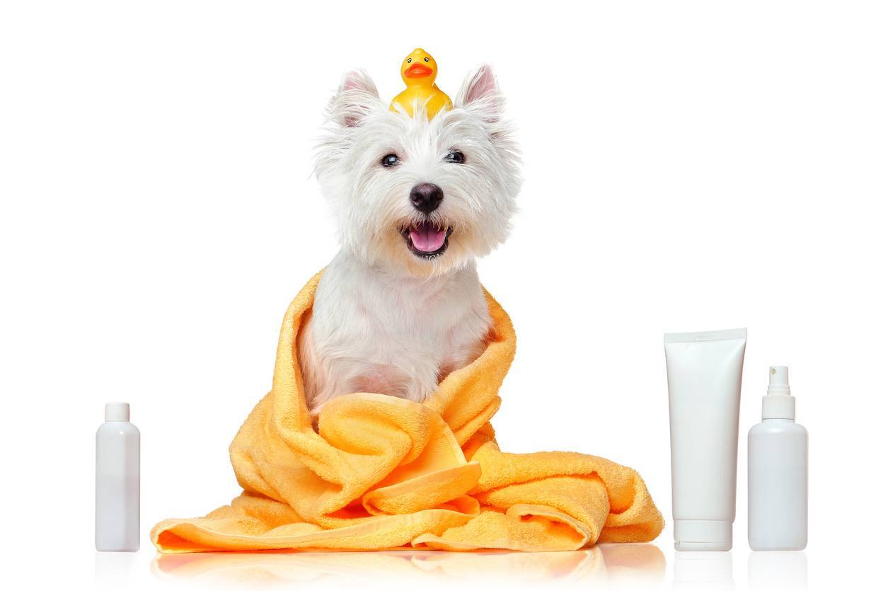 shampoing pour chien