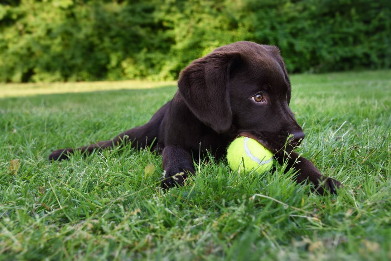 balle pour chien