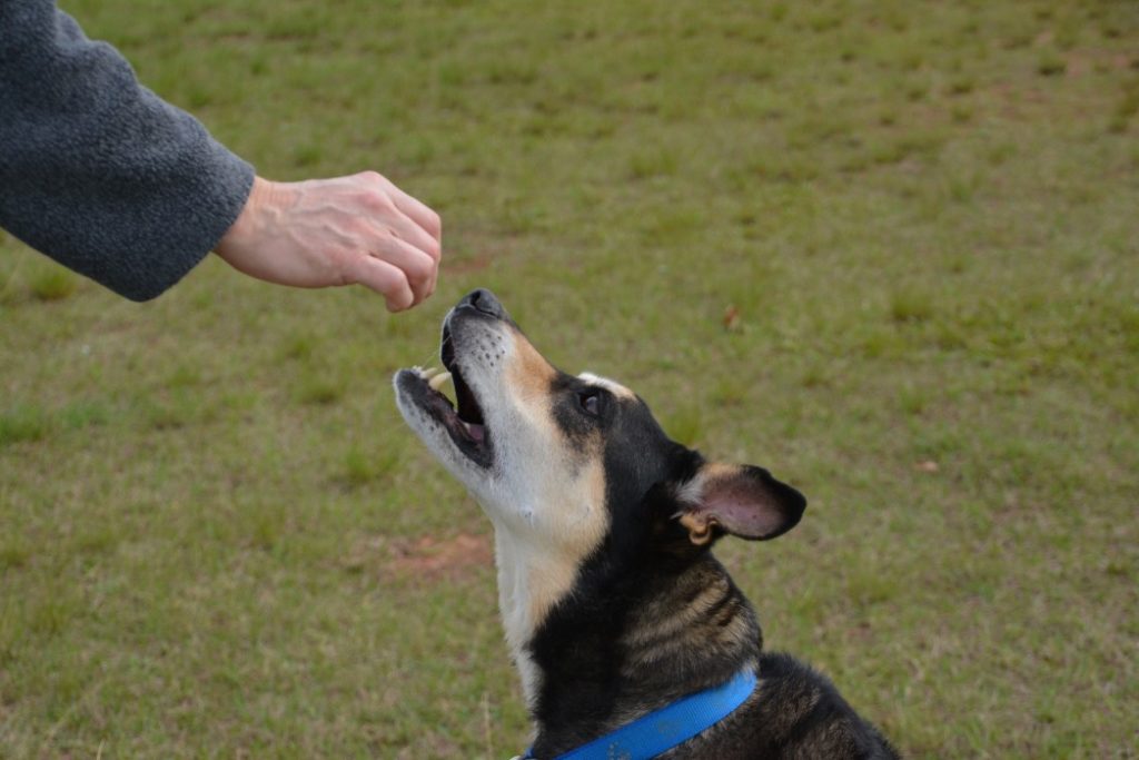 nourrir son chien