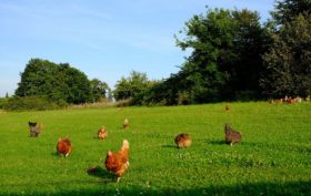 élever des poules