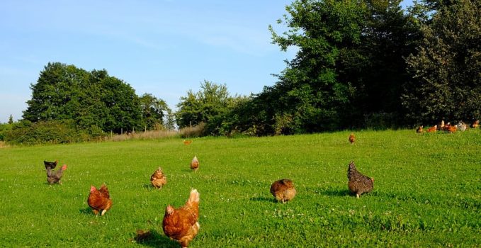 élever des poules