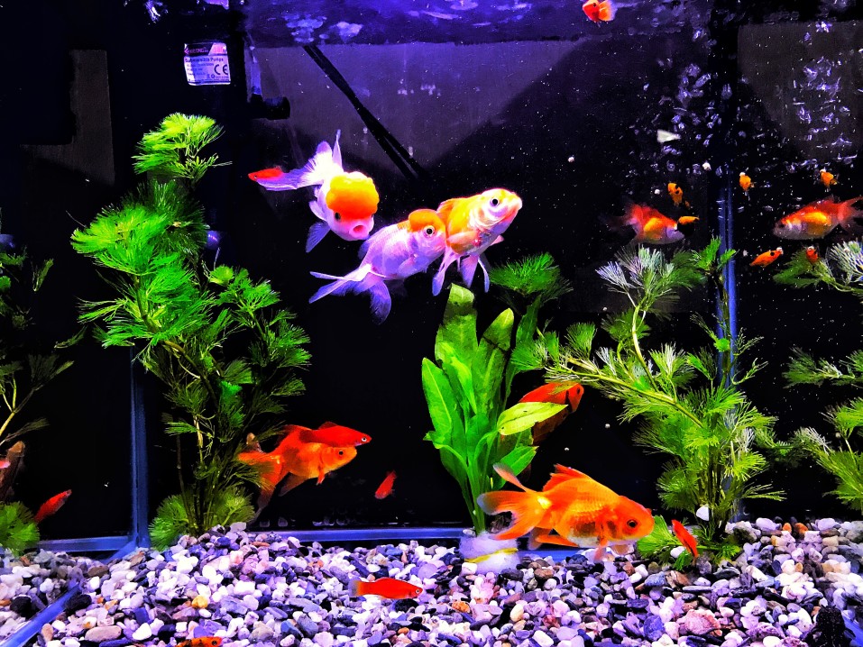 aquarium et poisson rouge