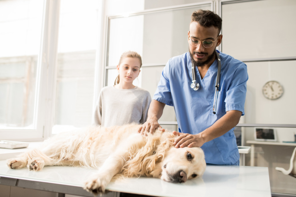 Chien et chenille processionaire