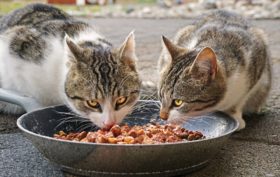 alimentation pour chat