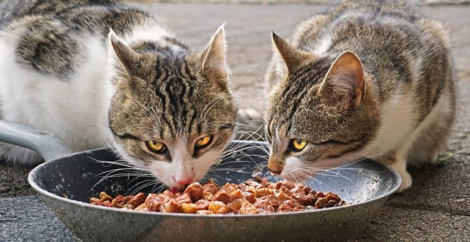 alimentation pour chat