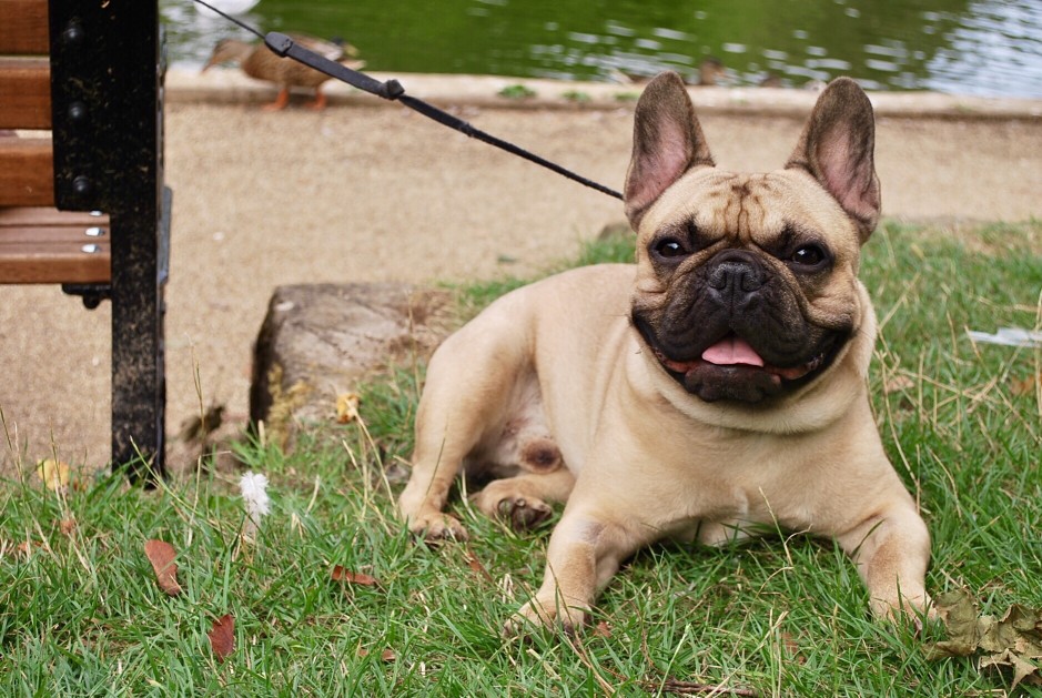 bouledogue français