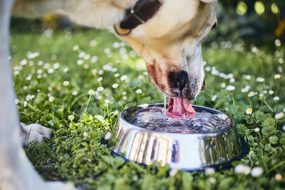 Chien diabétique