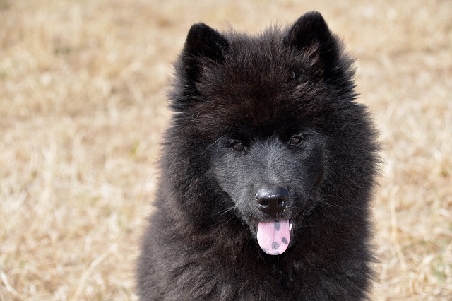 choix du nom d'un chien