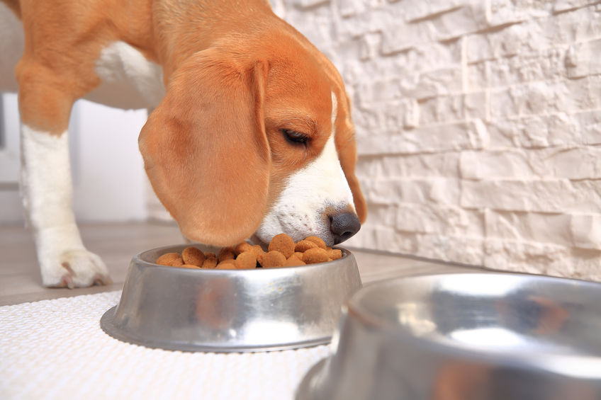 croquettes pour chien