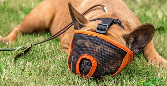 Que Choisir Comme Museliere Pour Un Bouledogue Francais