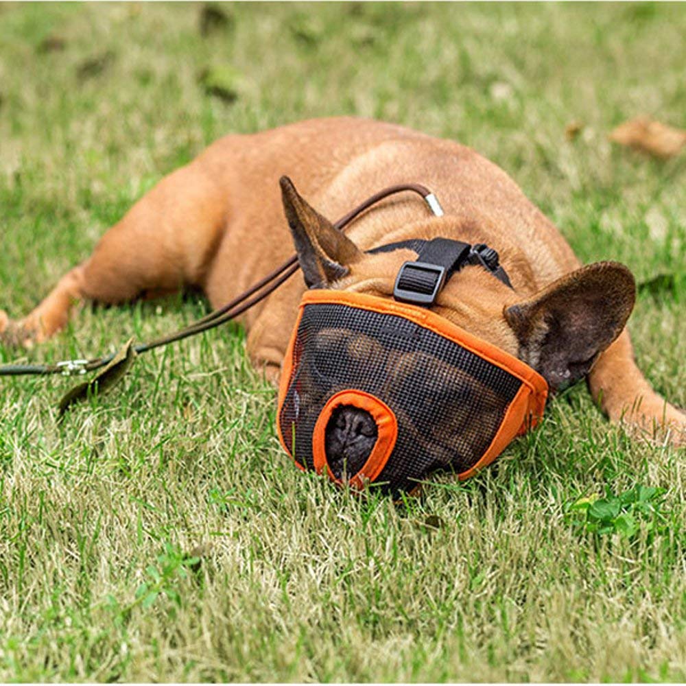 Quel harnais pour le bouledogue français ? - BouleDog