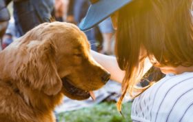 prendre soin d'un nouveau chien