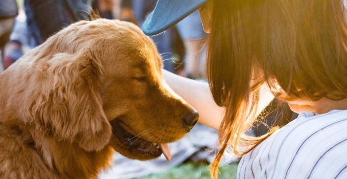 prendre soin d'un nouveau chien